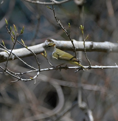 DSC_7020.jpg1