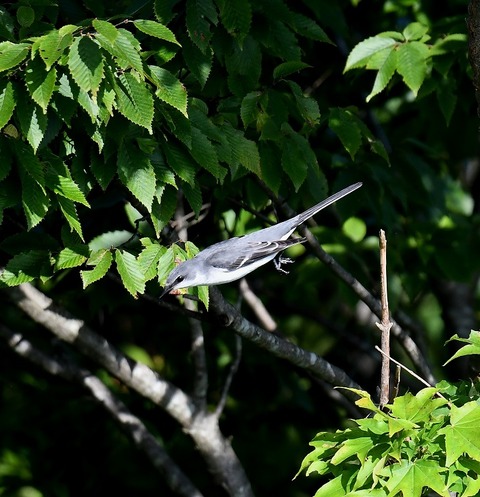 DSC_10861