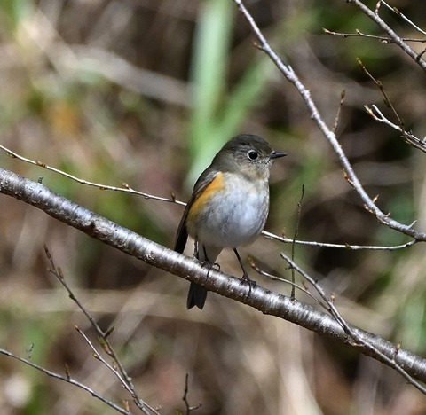 DSC_5304.jpg1