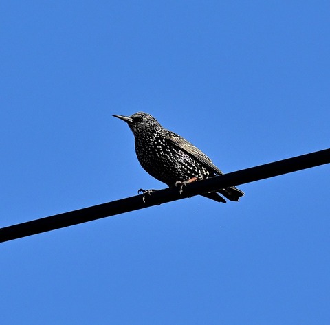 DSC_5567.jpg1