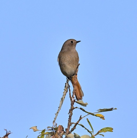 DSC_7024.jpg1