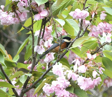 DSC_0464.jpg1