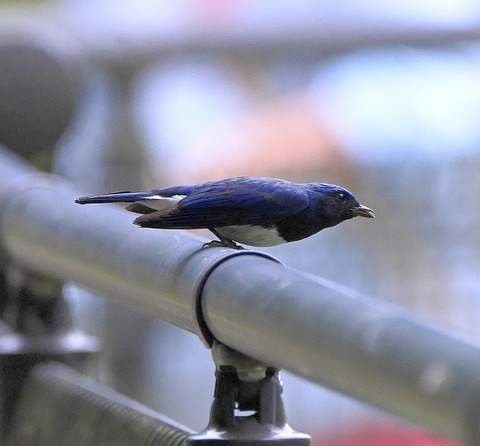 DSC_9892.jpg1