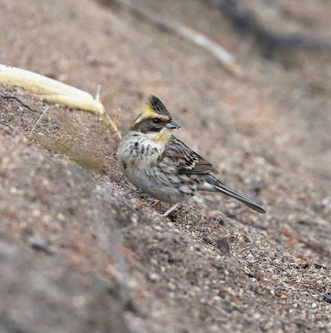 DSC_5069.jpg1