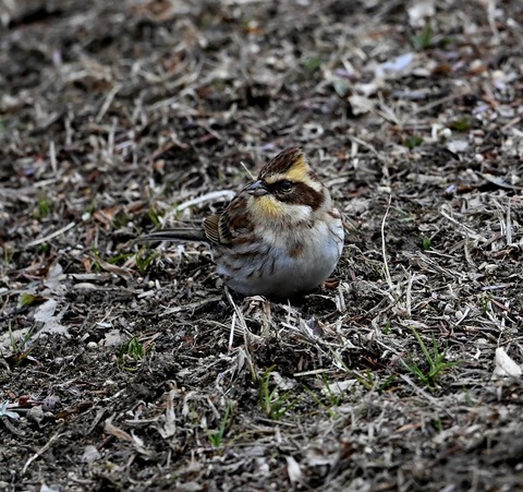 DSC_0851.jpg1