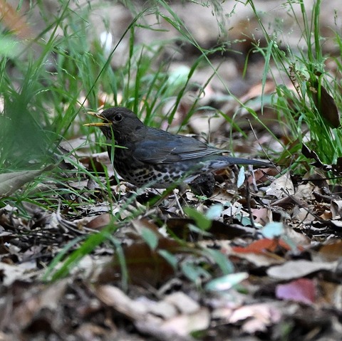 DSC_1717.jpg1