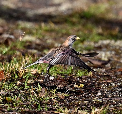 DSC_8086.jpg1