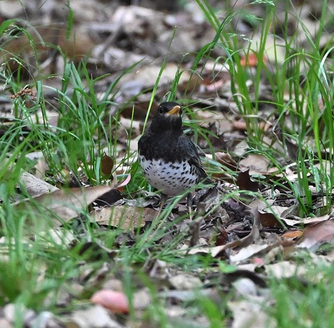 DSC_1757.jpg1