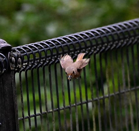 DSC_0077.jpg1