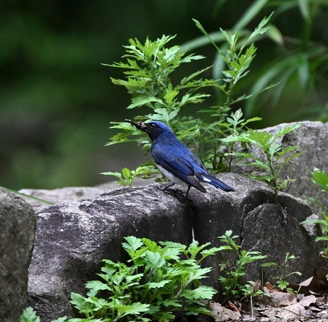 DSC_0056.jpg1