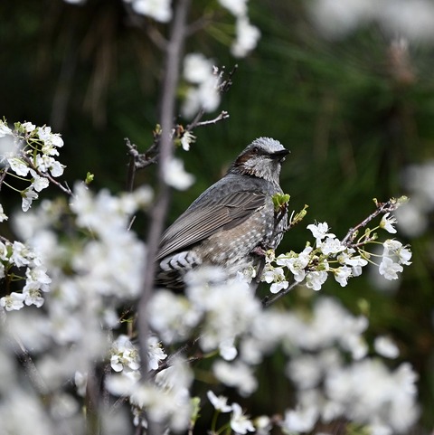 DSC_6446.jpg1