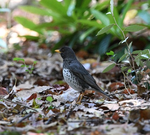 DSC_0501.jpg1