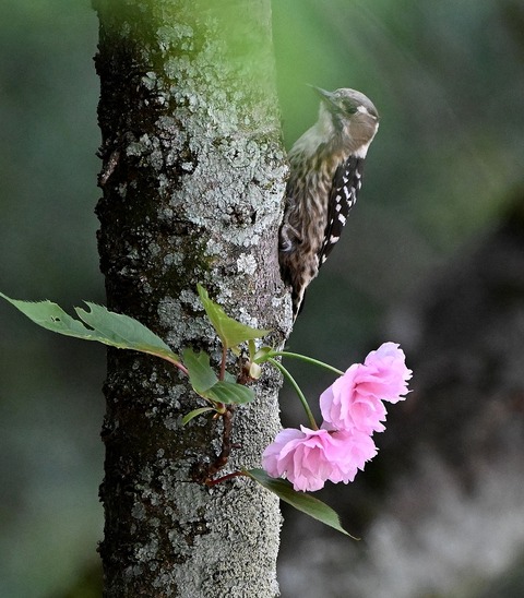DSC_1879.jpg1