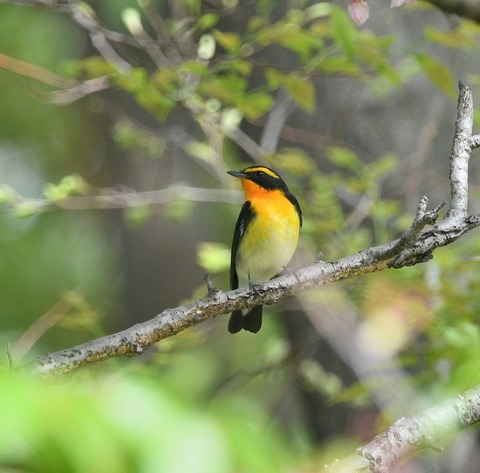 DSC_0369.jpg1