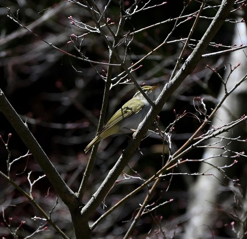 DSC_7033.jpg1