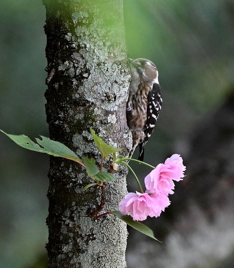 DSC_1875.jpg1