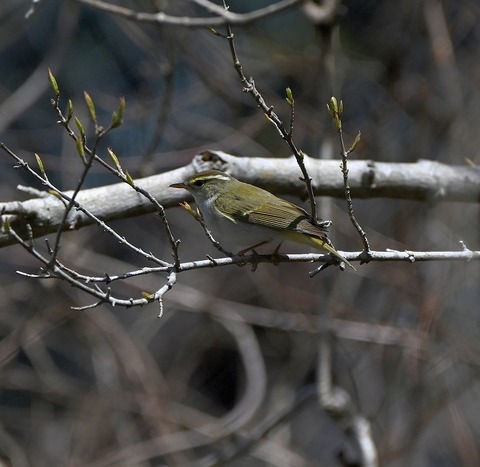 DSC_7026.jpg1
