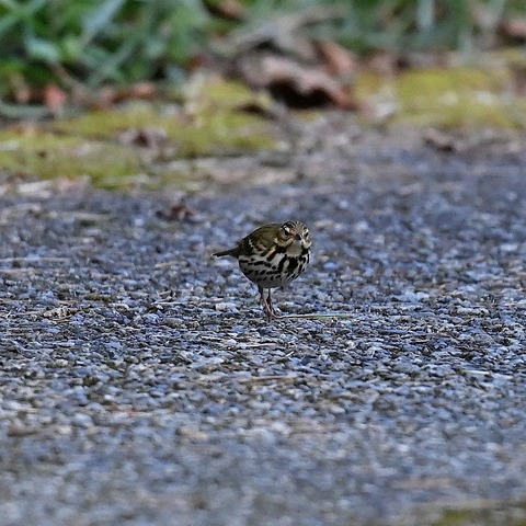 DSC_10331