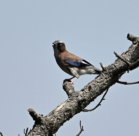 DSC_3359.jpg1