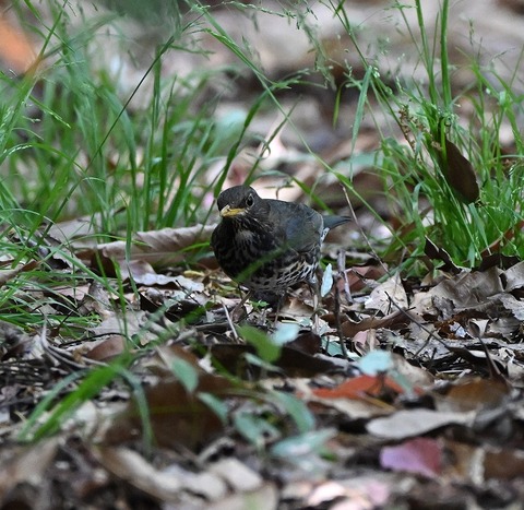 DSC_1732.jpg1