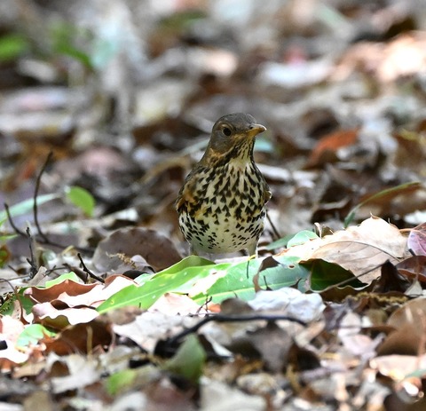 DSC_1687.jpg1