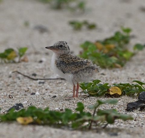 DSC_2099.jpg1