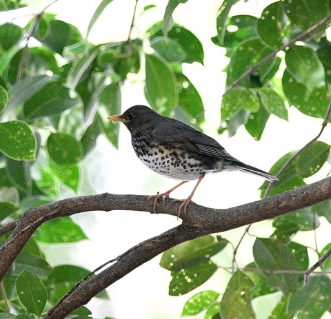 DSC_0621.jpg1