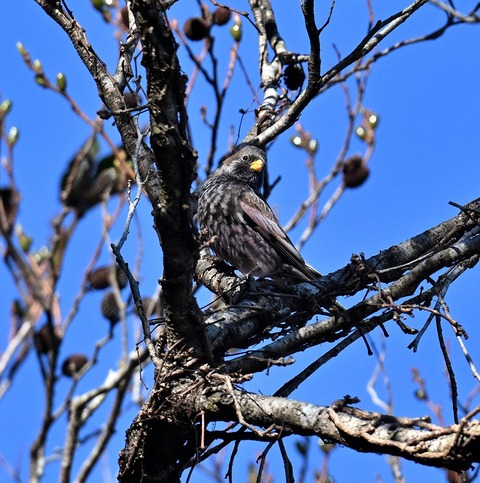 DSC_8174.jpg1