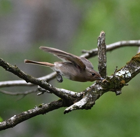 DSC_0068.jpg1
