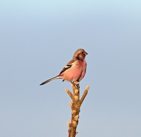 DSC_6946.jpg1
