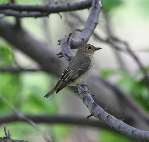 DSC_0410.jpg1