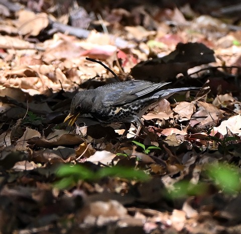 DSC_1500.jpg1