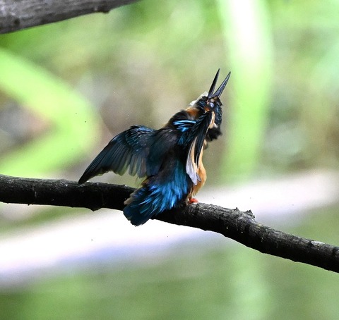 DSC_2257.jpg1