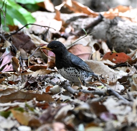 DSC_1661.jpg1