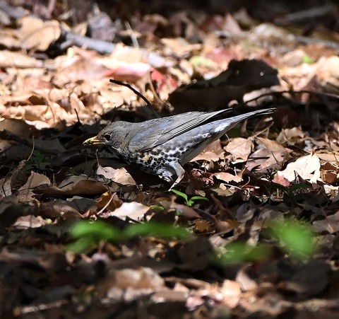 DSC_1507.jpg1