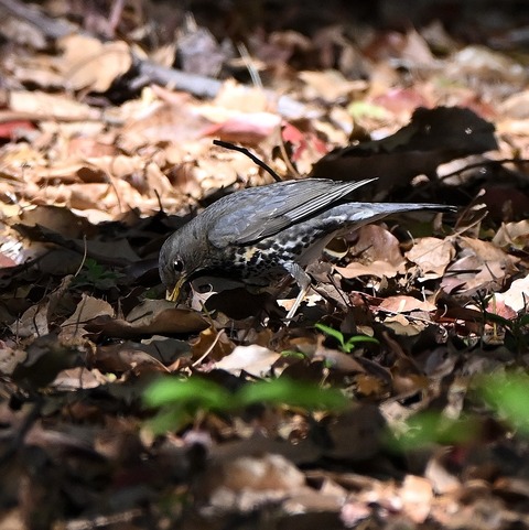 DSC_1506.jpg1