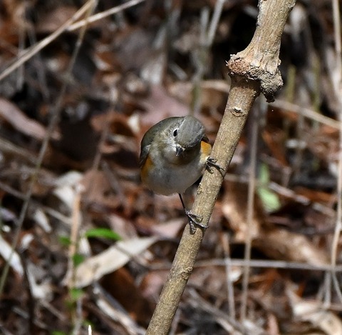 DSC_5313.jpg1