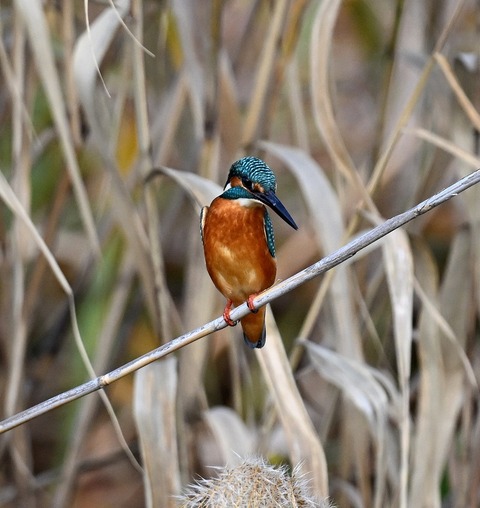 DSC_7482.jpg1