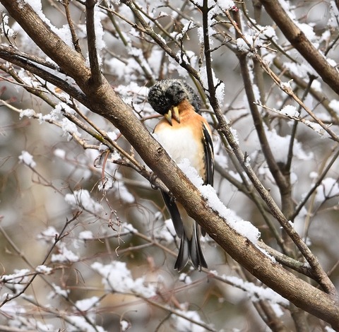 DSC_0718.jpg1