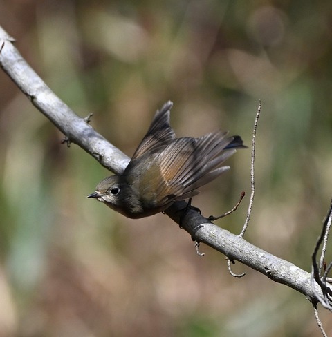 DSC_5282.jpg1