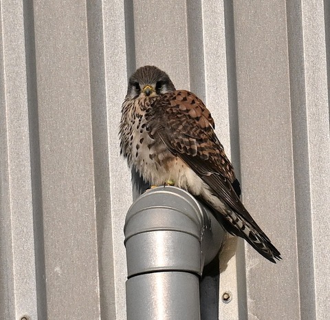 DSC_5527.jpg1