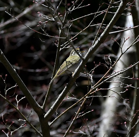 DSC_7038.jpg1