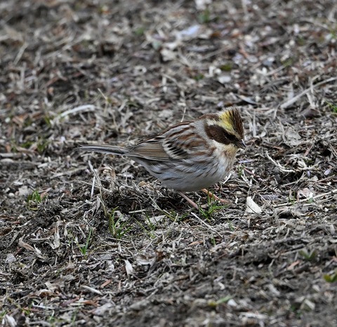 DSC_0866.jpg1