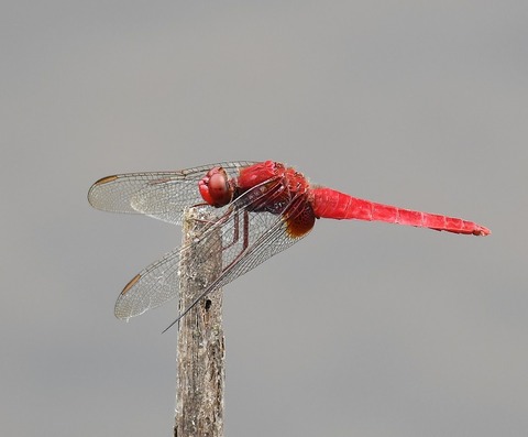 DSC_42611ｼｮｳｼﾞｮｳﾄﾝﾎﾞ