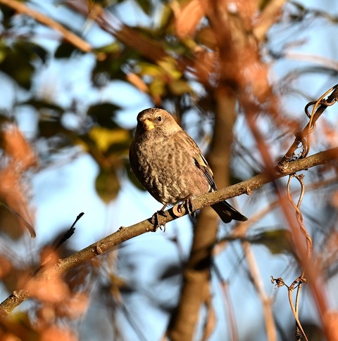 DSC_7914.jpg1