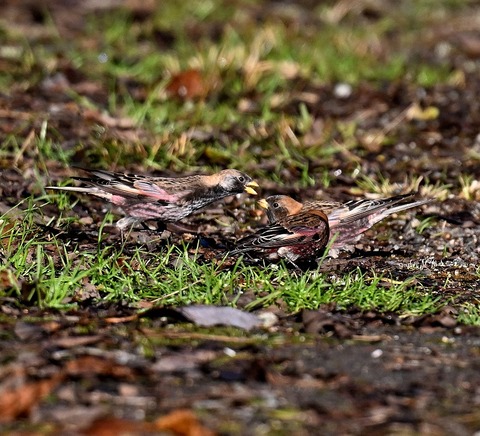 DSC_8101.jpg1