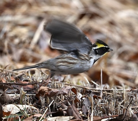 DSC_0834.jpg1