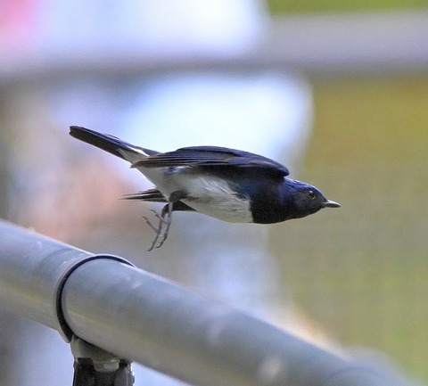 DSC_9893.jpg1