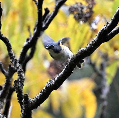 DSC_6598.jpg1