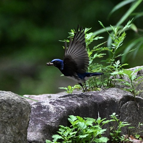 DSC_0062.jpg1